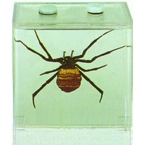 Specimen of Round Spider